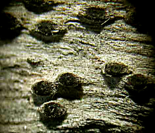Polymeridium albocinereum