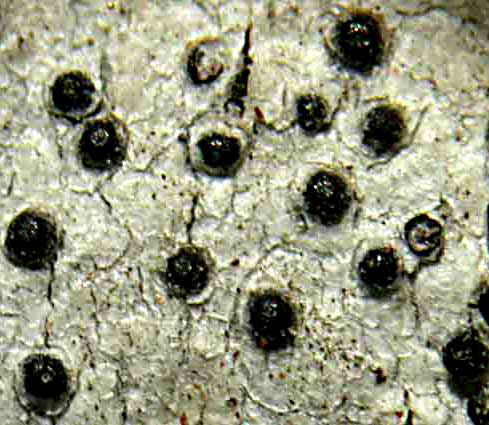 Polymeridium contendens