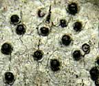 Polymeridium contendens