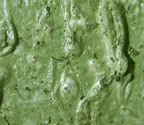 Polymeridium proponens