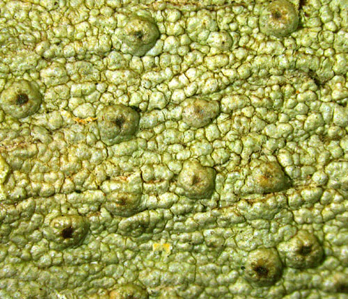 Porina heterospora