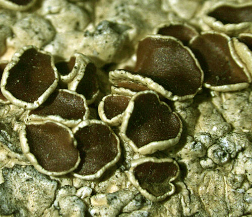 Pseudoparmelia cubensis