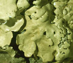 Pseudoparmelia cubensis