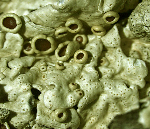 Pseudoparmelia floridense