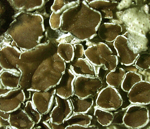 Pseudoparmelia floridense
