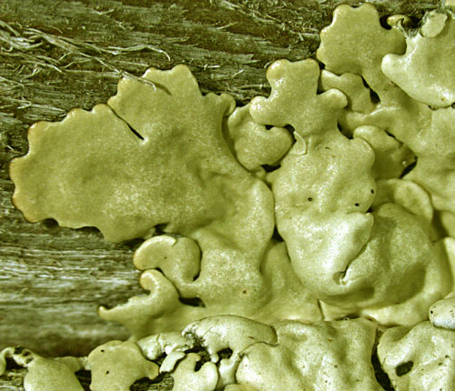 Pseudoparmelia floridense