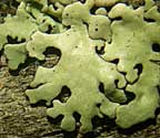 Pseudoparmelia uleana