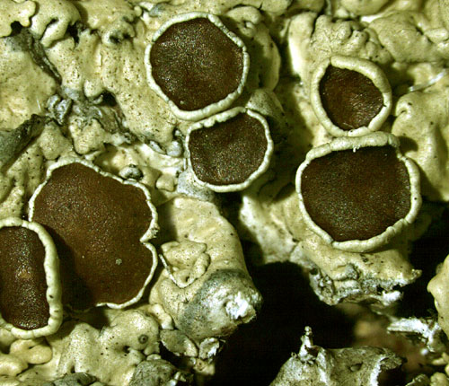 Pseudoparmelia uleana