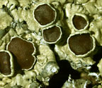 Pseudoparmelia uleana