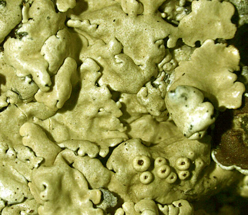 Pseudoparmelia uleana