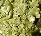 Pseudoparmelia uleana