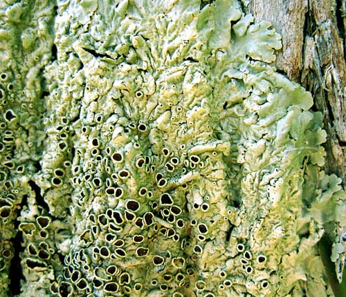 Pseudoparmelia uleana