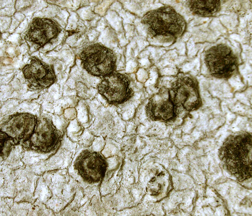 Pseudopyrenula diluta