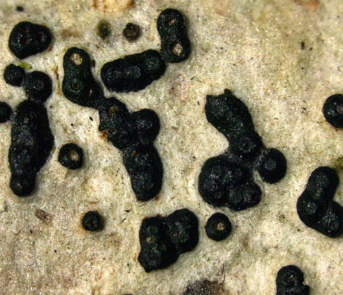 Pseudopyrenula subgregaria