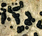 Pseudopyrenula subgregaria
