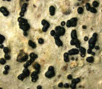 Pseudopyrenula subgregaria
