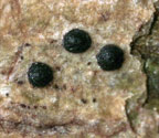 Pseudopyrenula subnudata