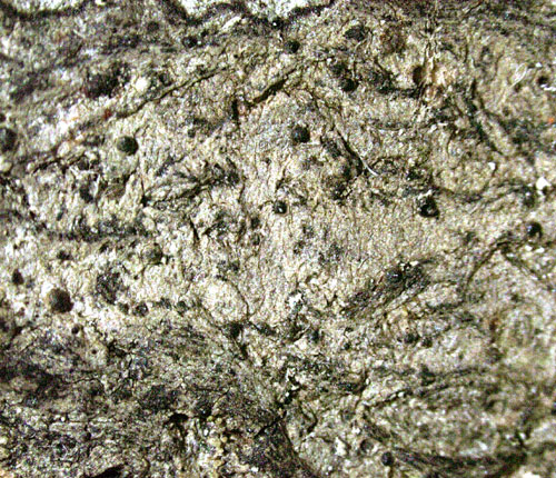 Pseudosagedia cestrense