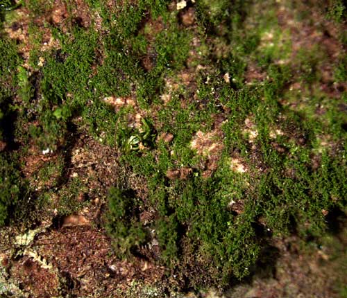 Psoroglaena costaricensis