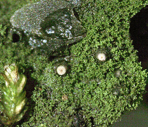 Psoroglaena cubensis