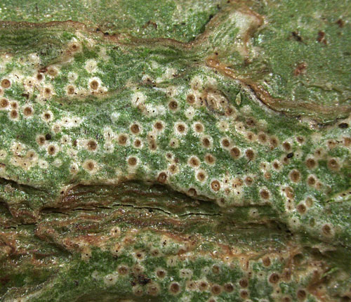 Pycnotrema pycnoporellum