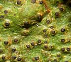 Pyrenula acutalis