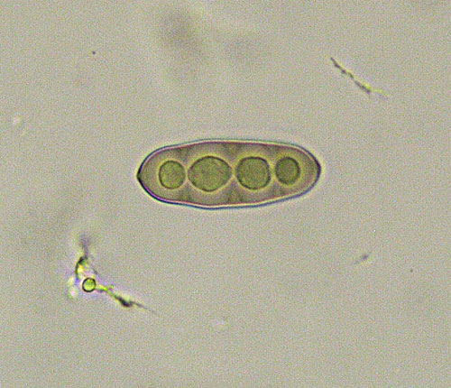 Pyrenula adacta spore