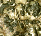 Pyrenula anomala