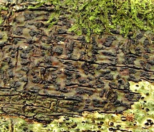Pyrenula anomala