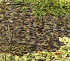 Pyrenula anomala