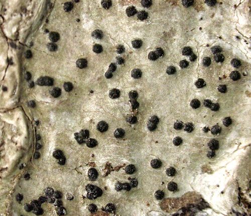 Pyrenula aspistea