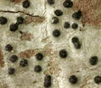Pyrenula aspistea
