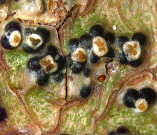 Pyrenula astroidea