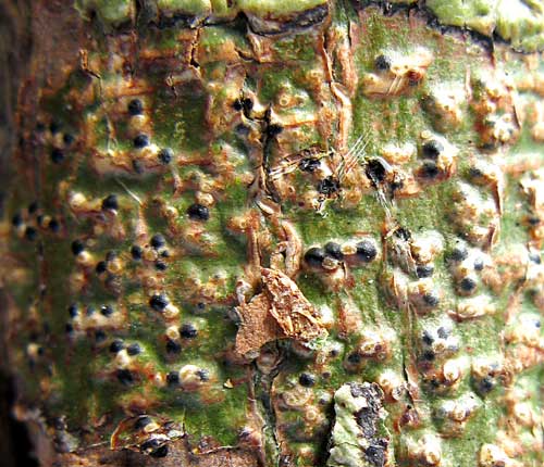 Pyrenula astroidea