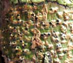 Pyrenula astroidea