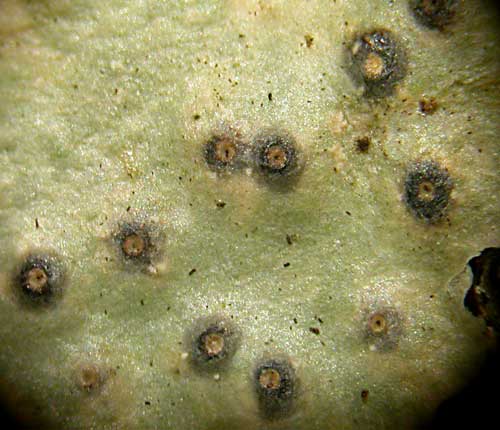 Pyrenula caryae