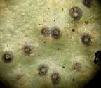 Pyrenula caryae