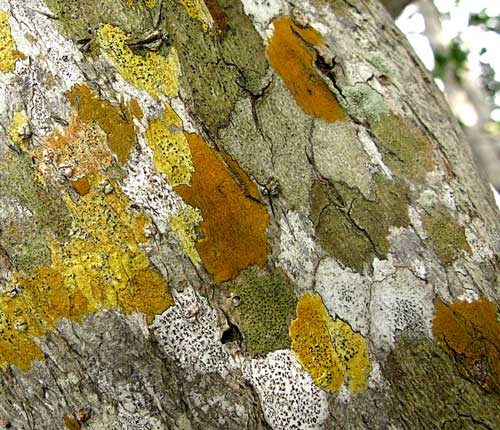 Pyrenula cerina (dark orange)
