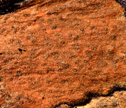 Pyrenula cerina