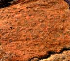 Pyrenula cerina