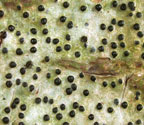 Pyrenula circumfiniens