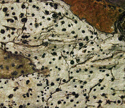Pyrenula cocoes