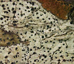 Pyrenula cocoes