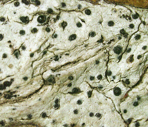 Pyrenula cocoes