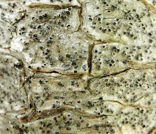 Pyrenula concatervans