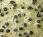 Pyrenula concatervans