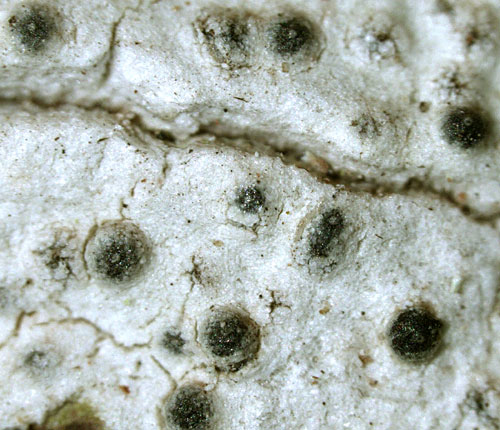 Pyrenula confinis