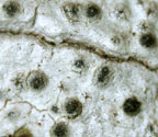 Pyrenula confinis