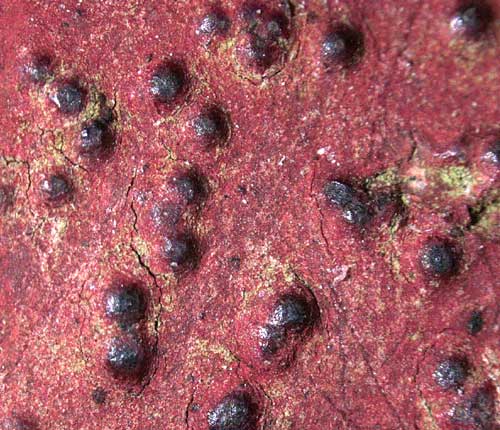 Pyrenula cruenta