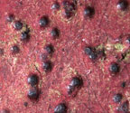 Pyrenula cruenta